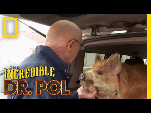 Dr. Pol's Top 100 Moments | The Incredible Dr. Pol